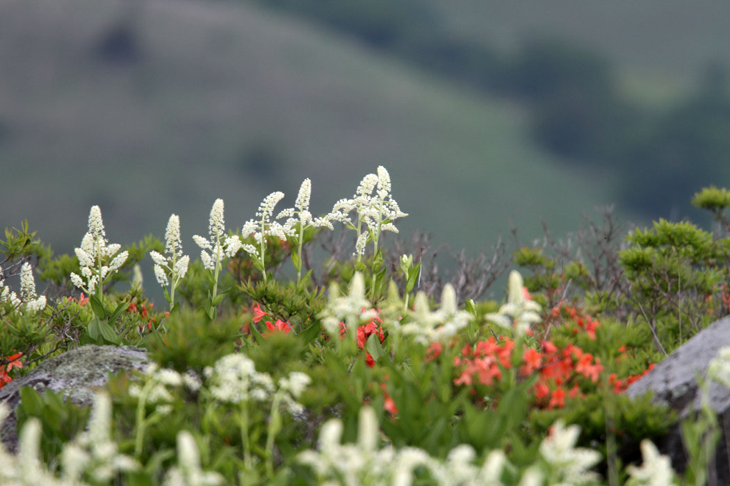 霧ヶ峰はコバイケイソウ、レンゲツツジに加えて、ニッコウキスゲが咲き出し、いよいよ夏ですね　